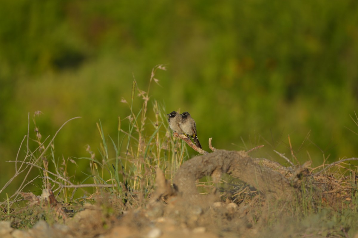 bulbul arabský - ML637153693