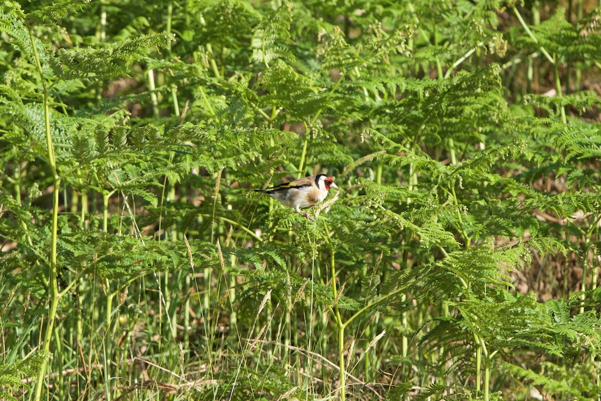 European Goldfinch - ML637153759