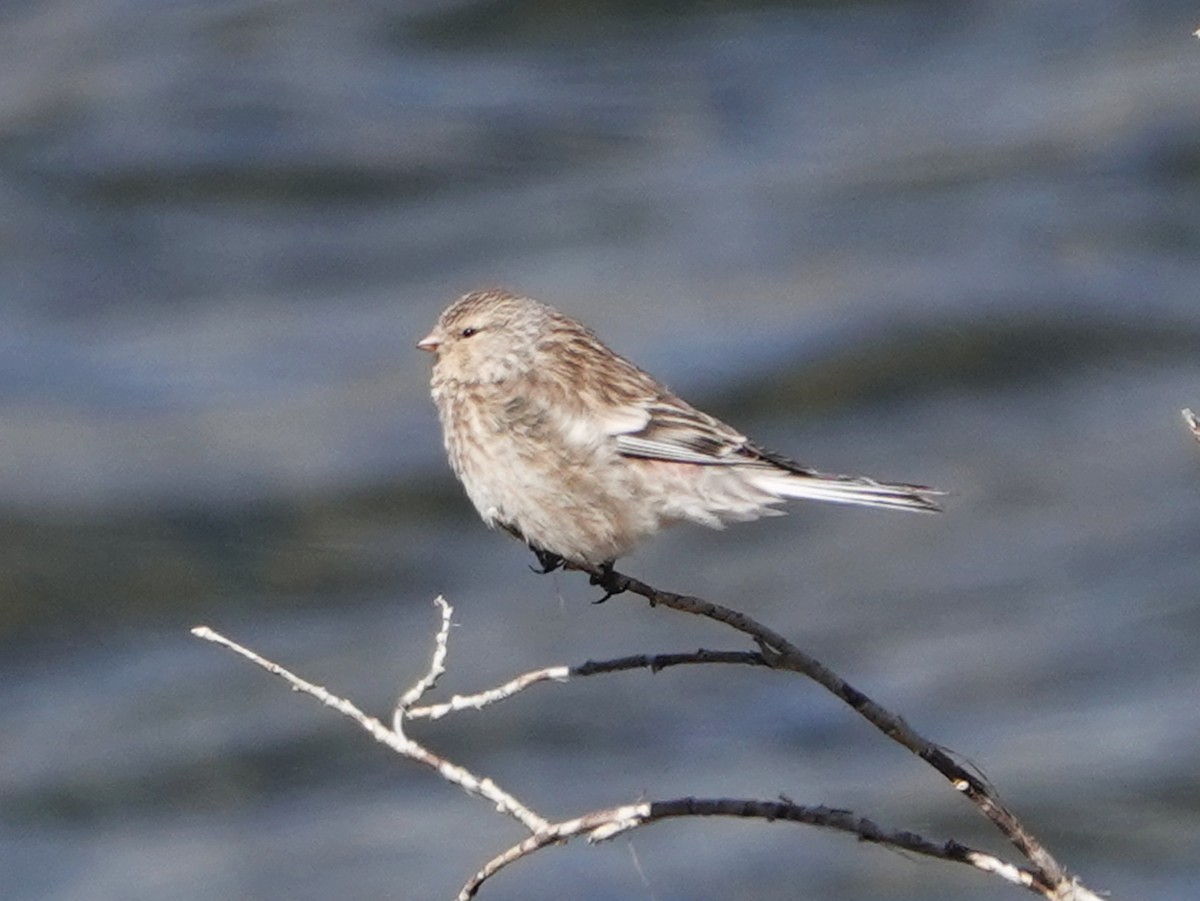 Twite - ML637153796