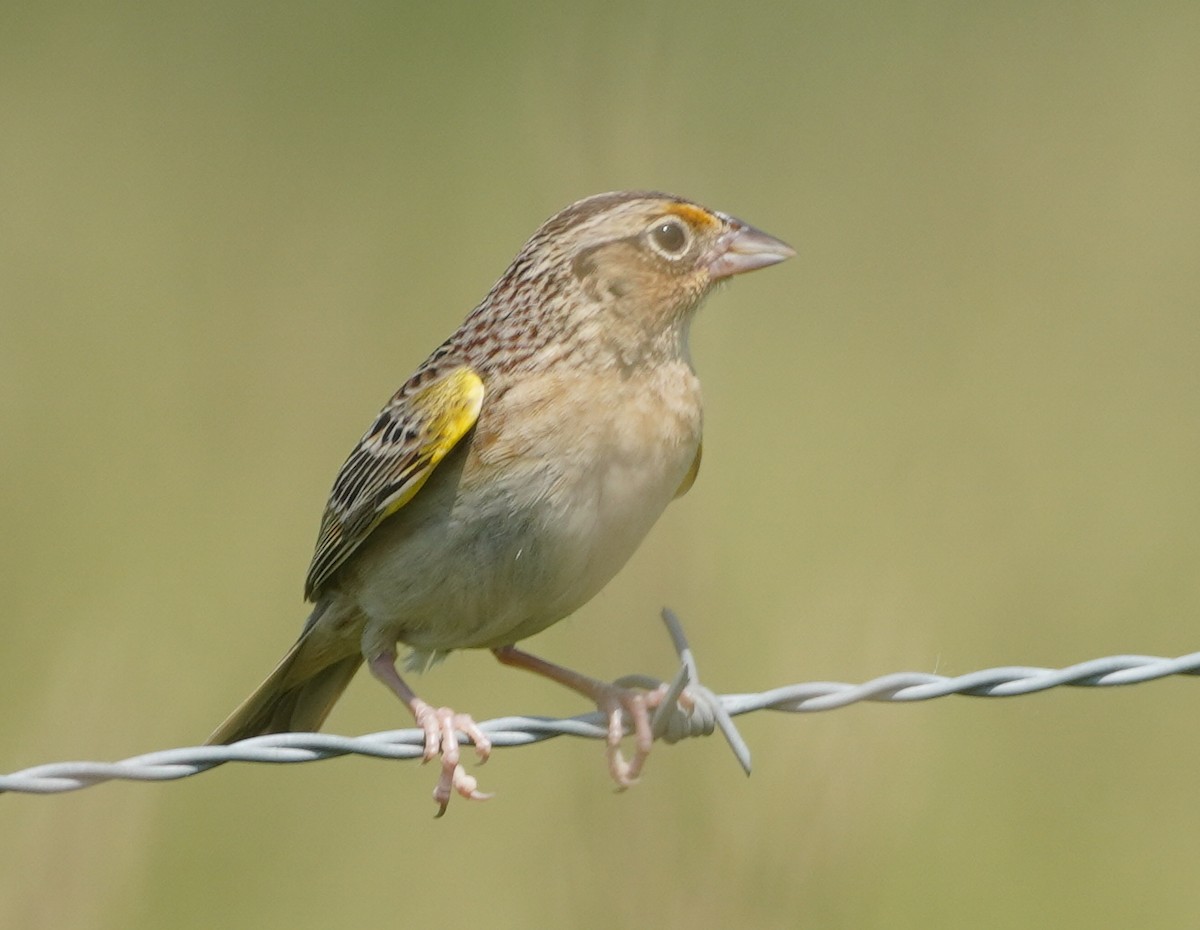 Grasshopper Sparrow - ML637153857