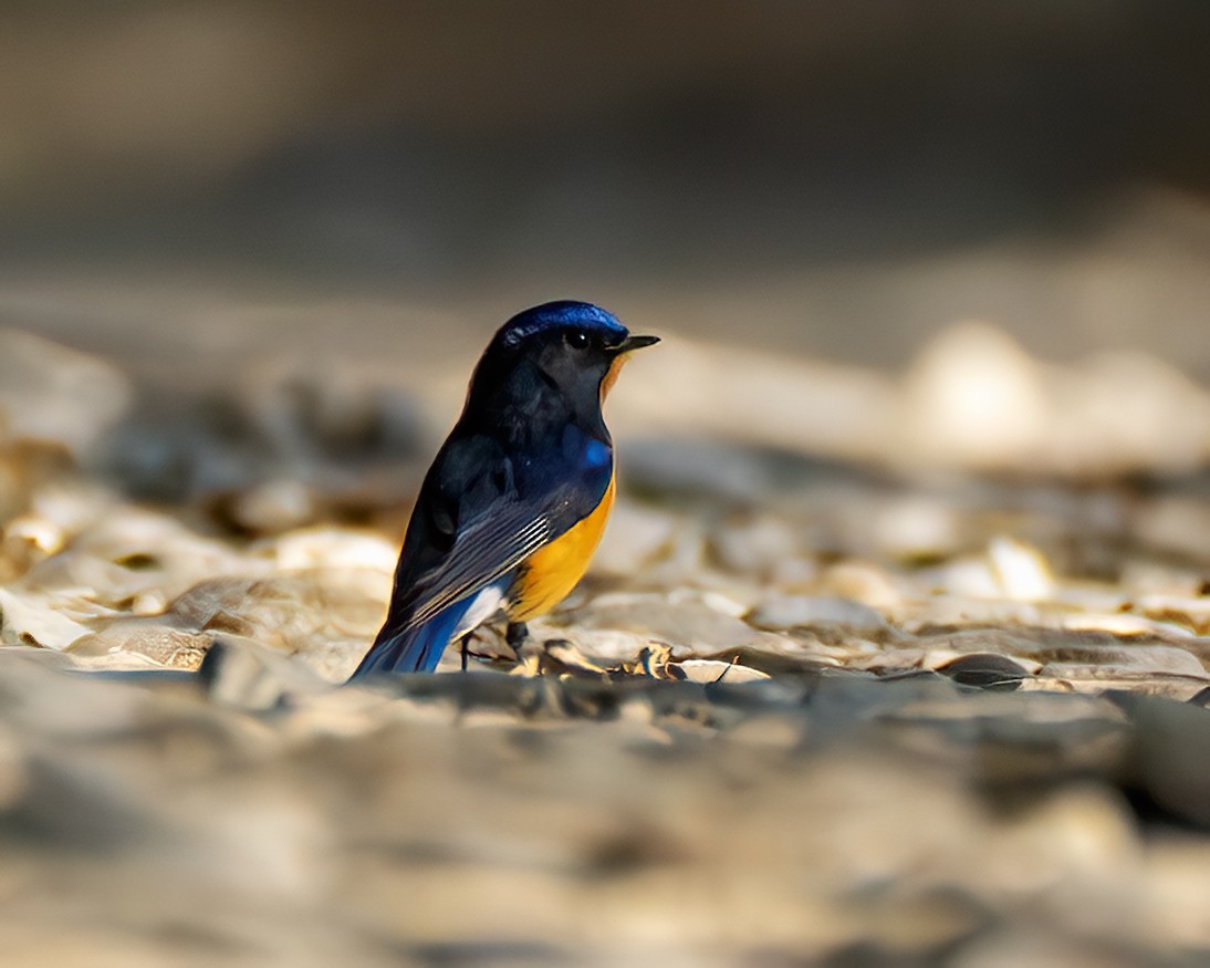 Rufous-breasted Bush-Robin - ML637153872