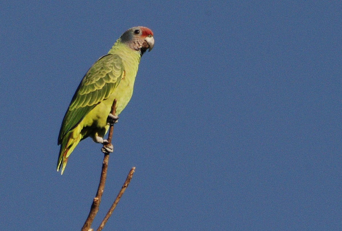 Red-tailed Amazon - ML637153930