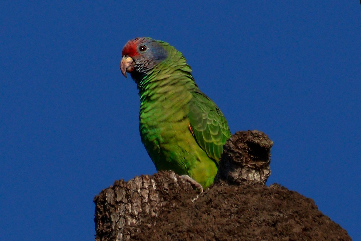Red-tailed Amazon - ML637153931