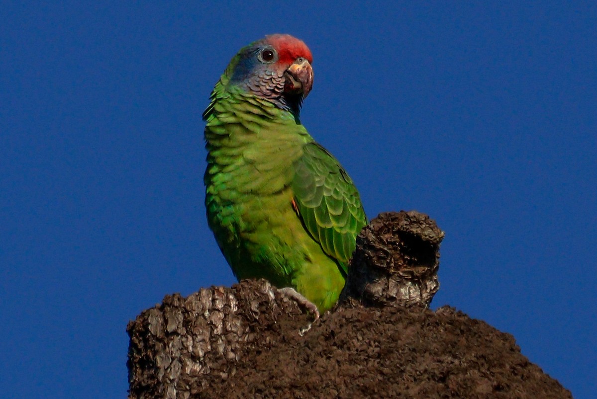 Red-tailed Amazon - ML637153932