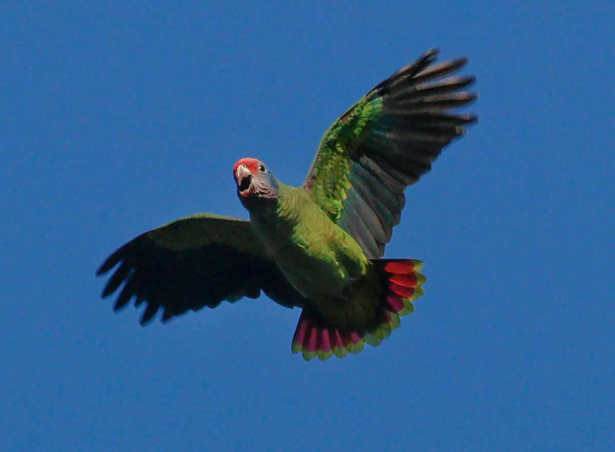 Red-tailed Amazon - ML637153933
