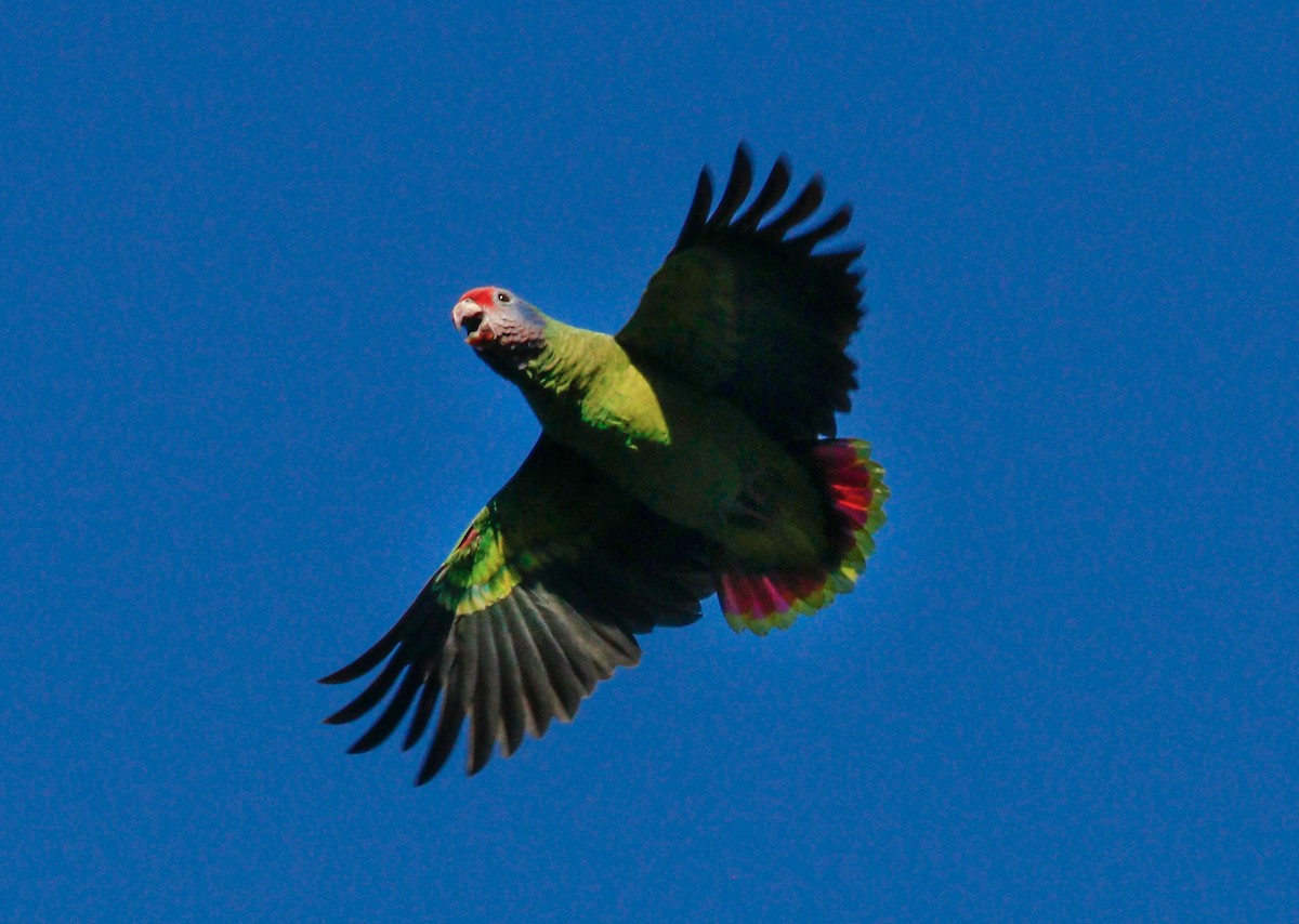 Red-tailed Amazon - ML637153934