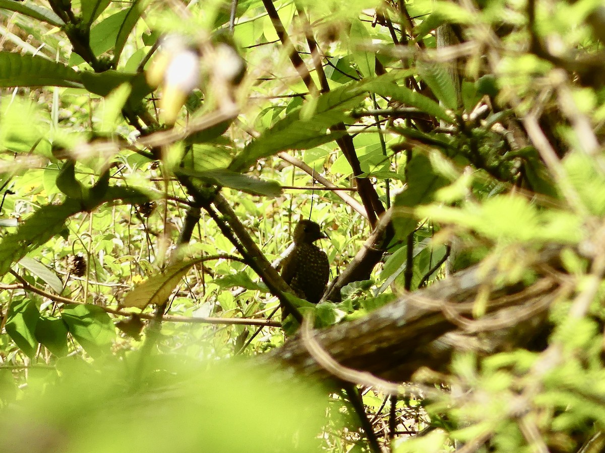 Buff-spotted Woodpecker - ML637153985