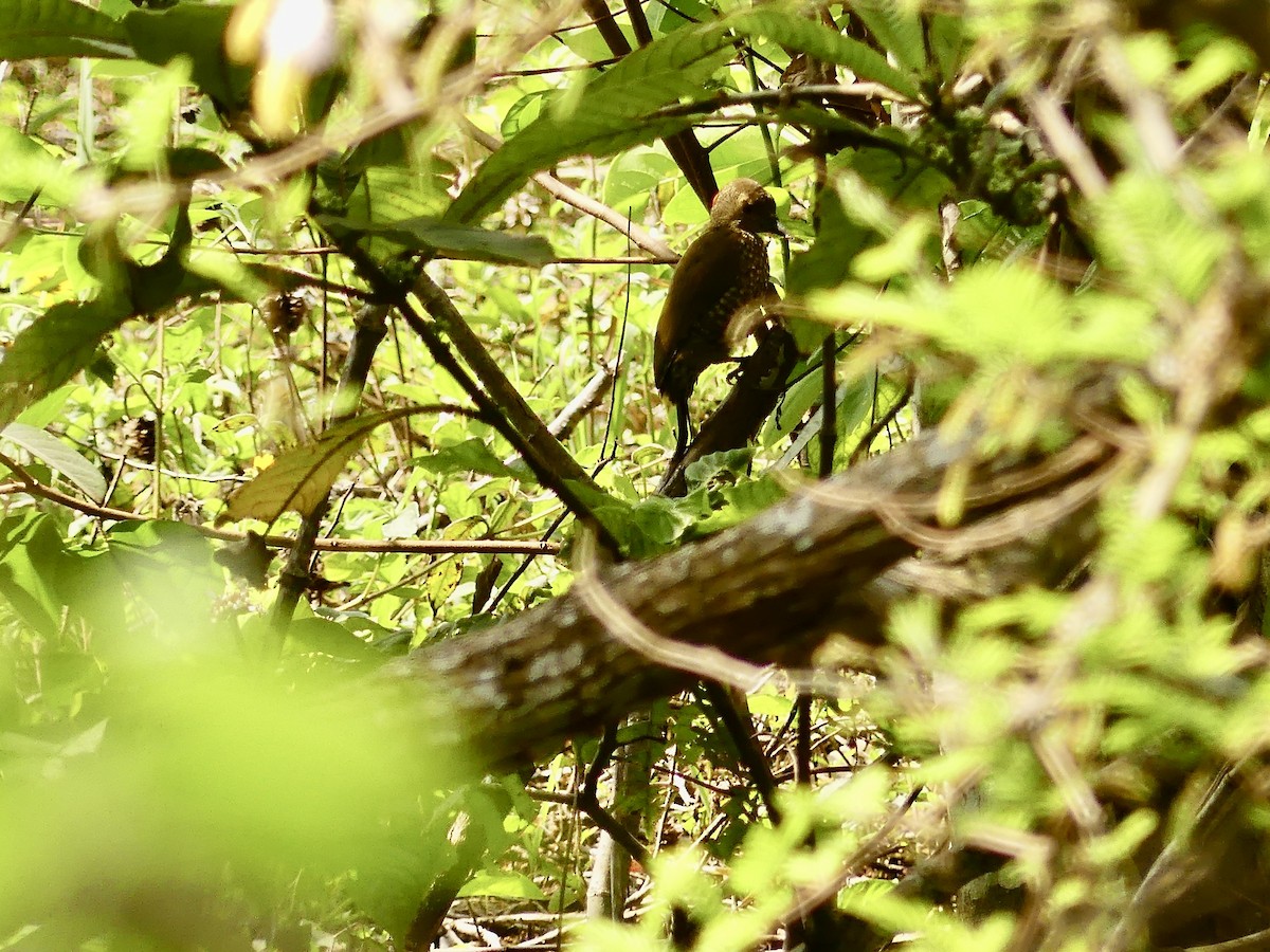 Buff-spotted Woodpecker - ML637153987