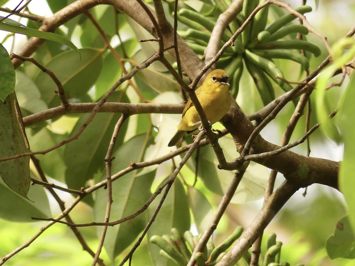 Northern Yellow White-eye - ML637154007