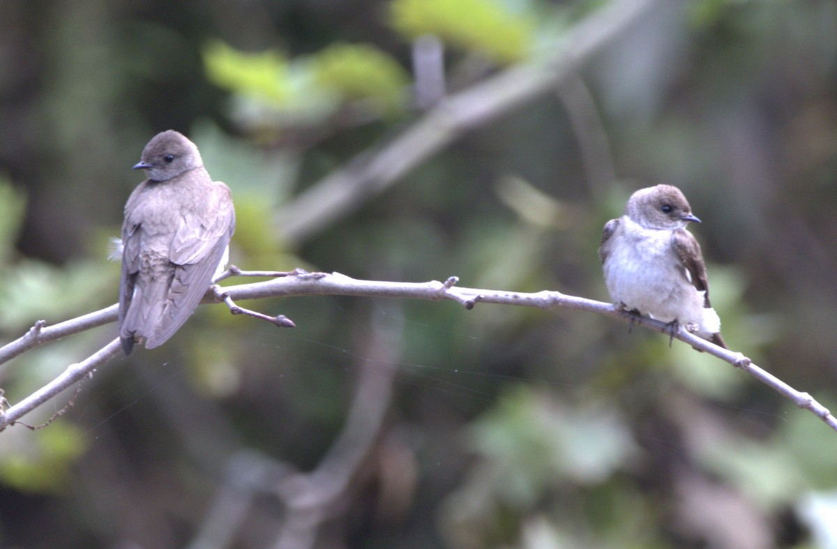 Hirondelle à ailes hérissées - ML637154019