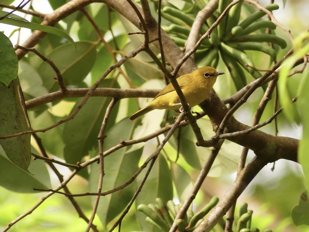 Northern Yellow White-eye - ML637154020