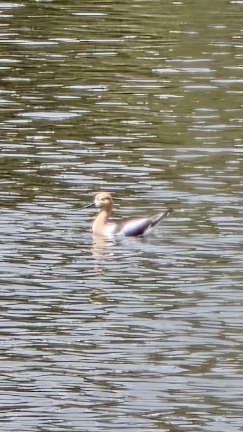 American Avocet - ML637154105