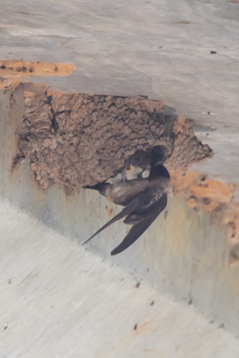 Cliff Swallow - ML637154193