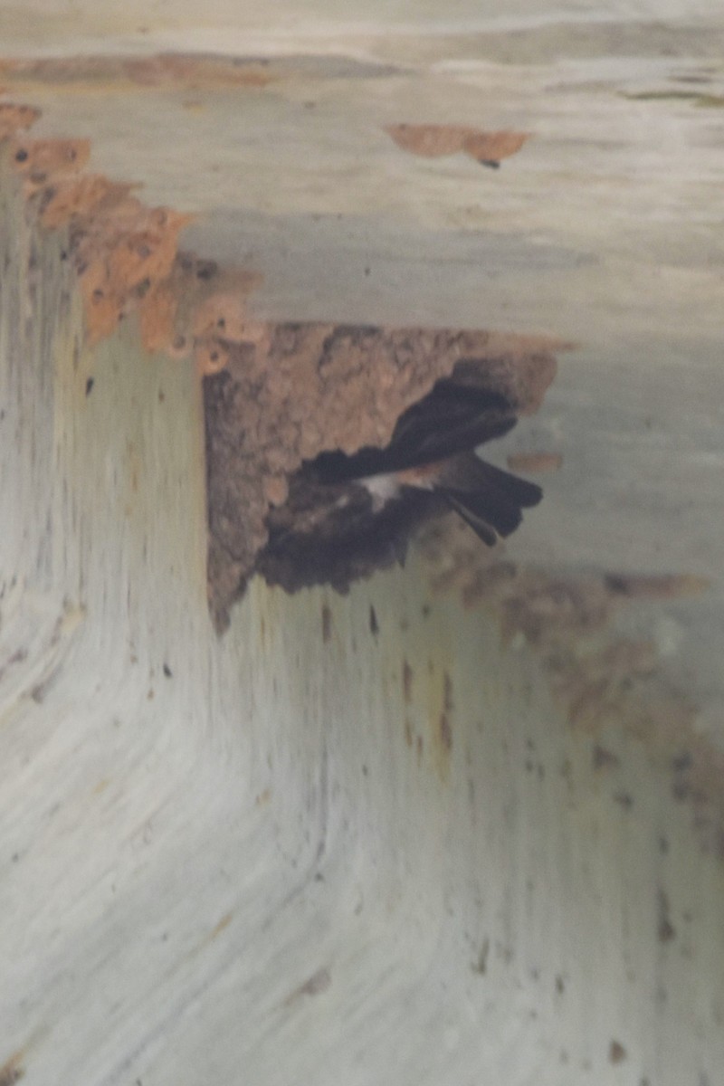 Cliff Swallow - ML637154194