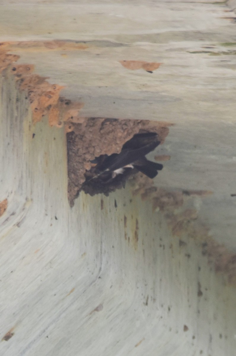 Cliff Swallow - ML637154195