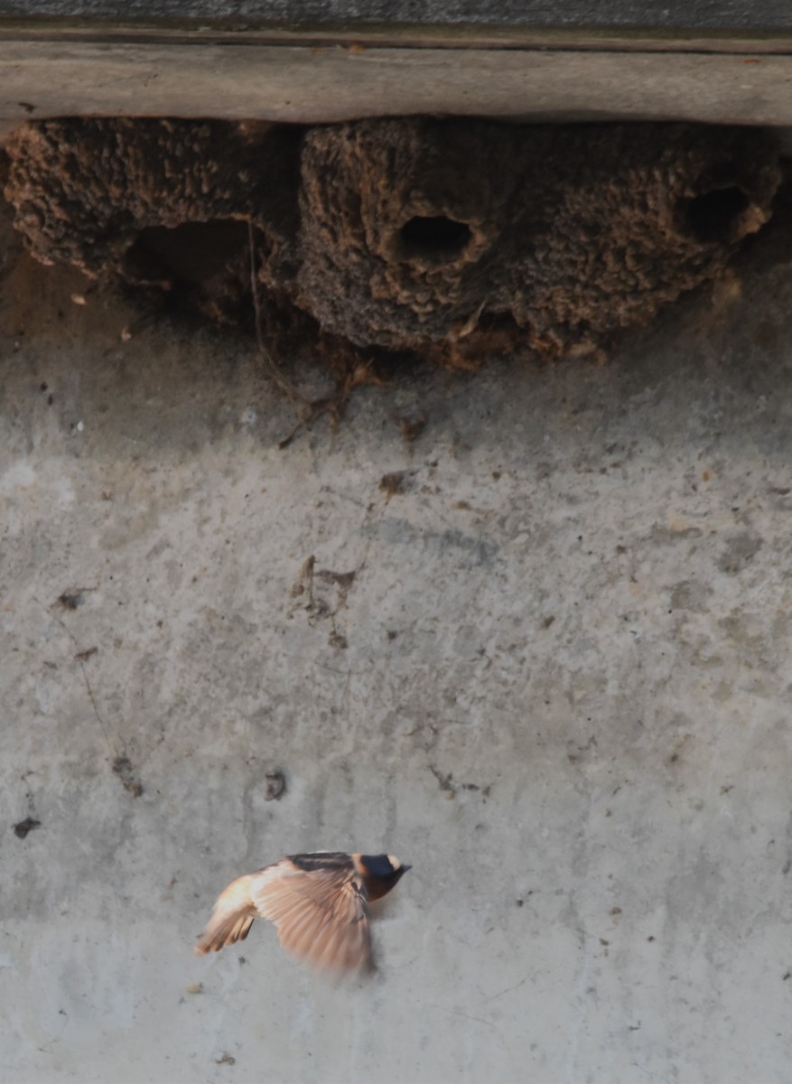 Cliff Swallow - ML637154220