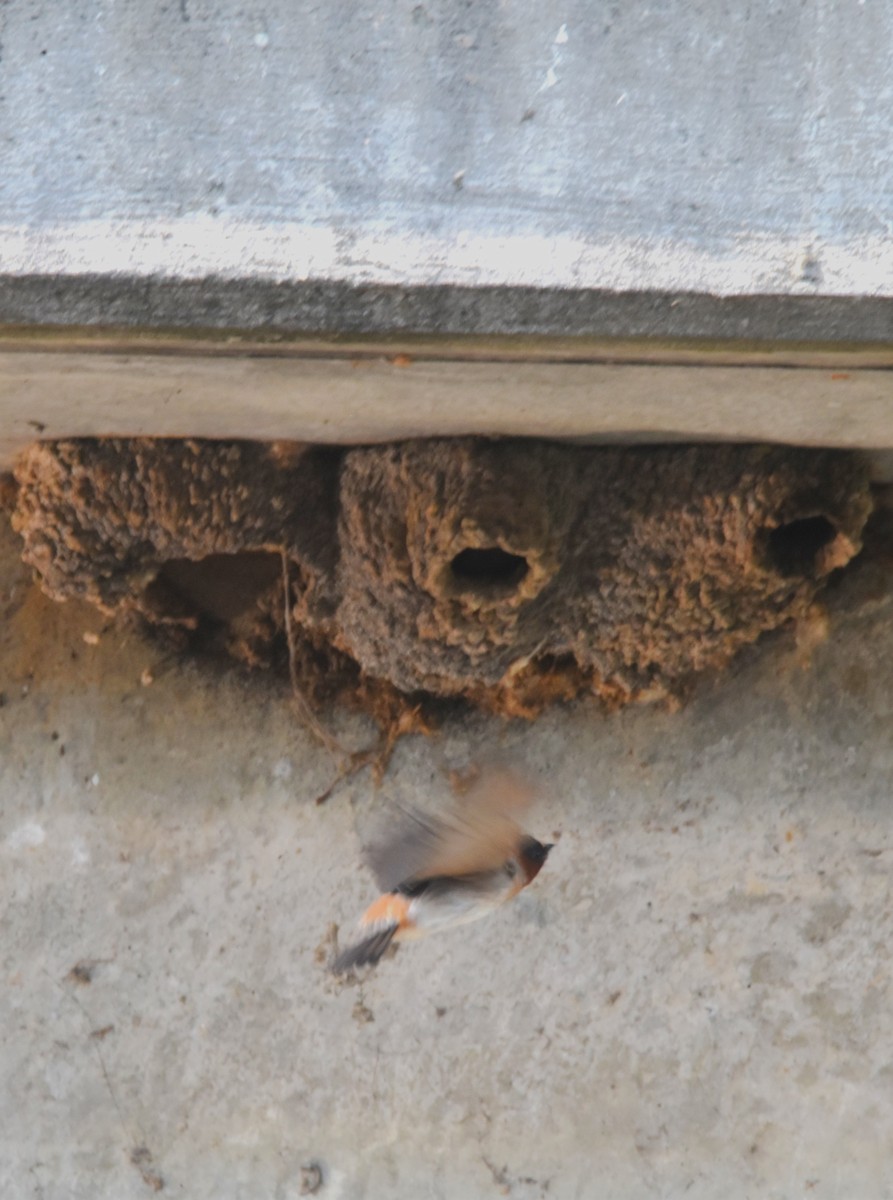 Cliff Swallow - ML637154225