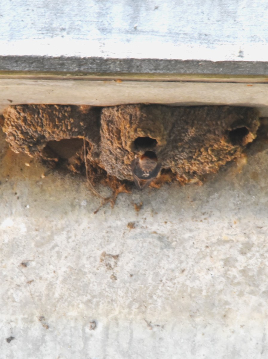 Cliff Swallow - ML637154253