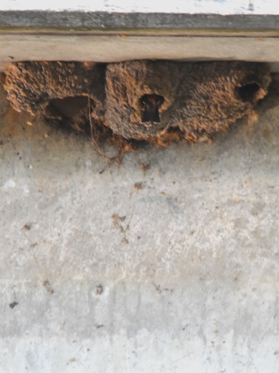 Cliff Swallow - ML637154255