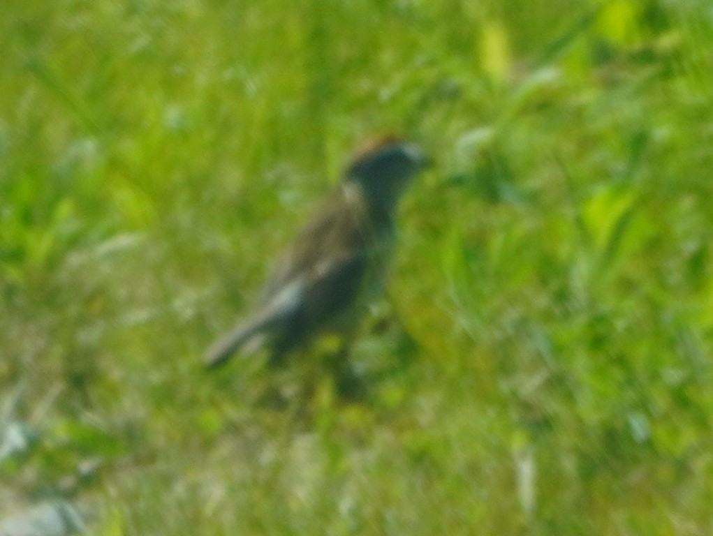 Chipping Sparrow - ML637154273