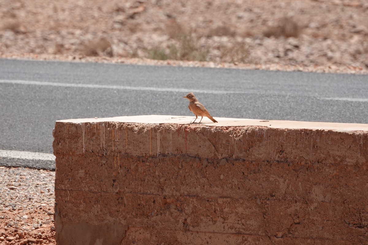 Desert Lark - ML637154274