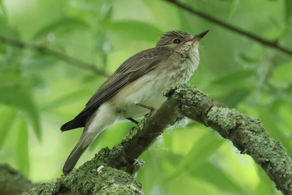 Spotted Flycatcher - ML637154330