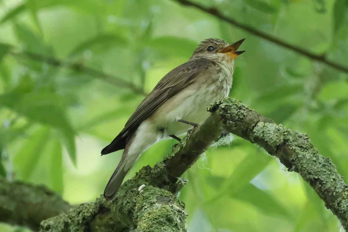Spotted Flycatcher - ML637154331