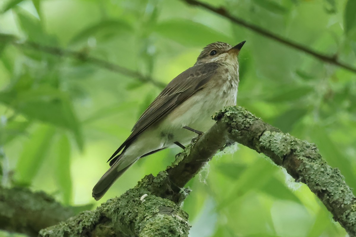 Spotted Flycatcher - ML637154332