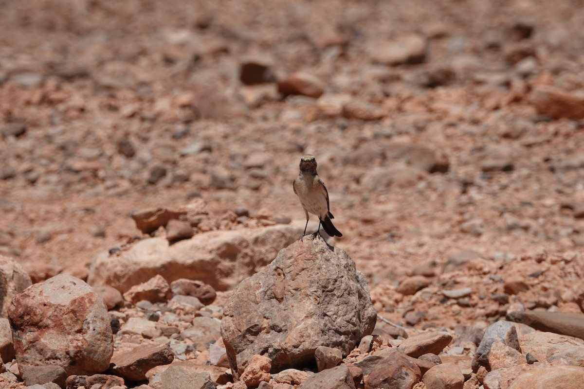 Desert Wheatear - ML637154348