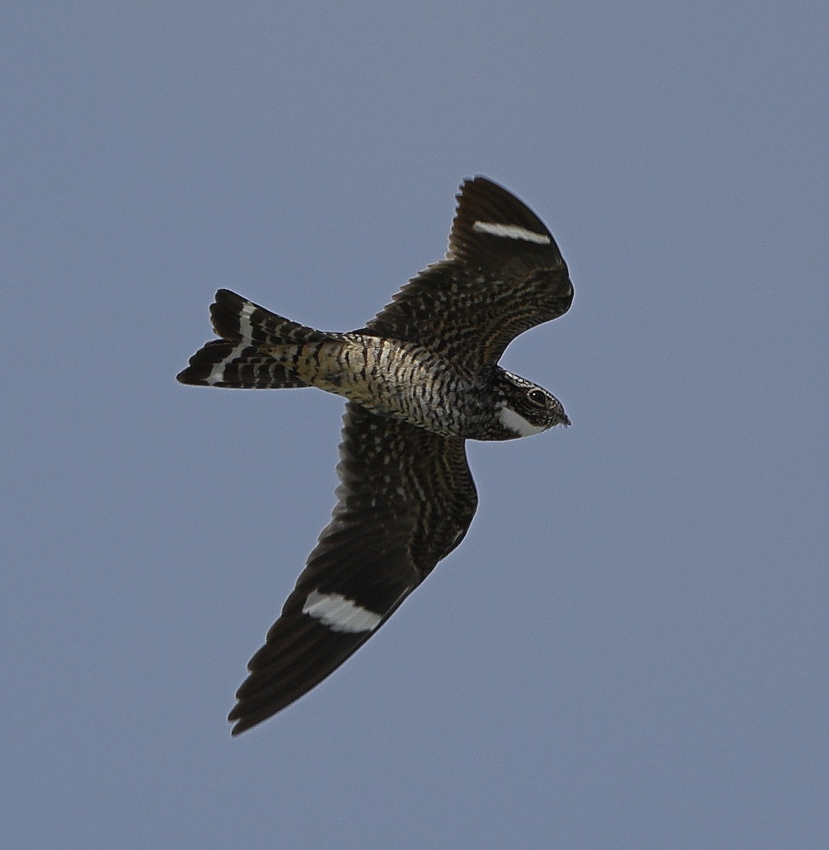 Antillean Nighthawk - ML637154353