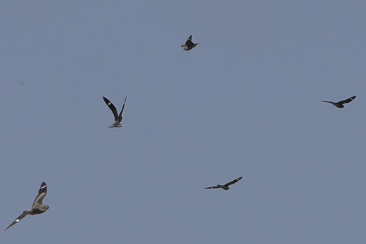 Antillean Nighthawk - ML637154368