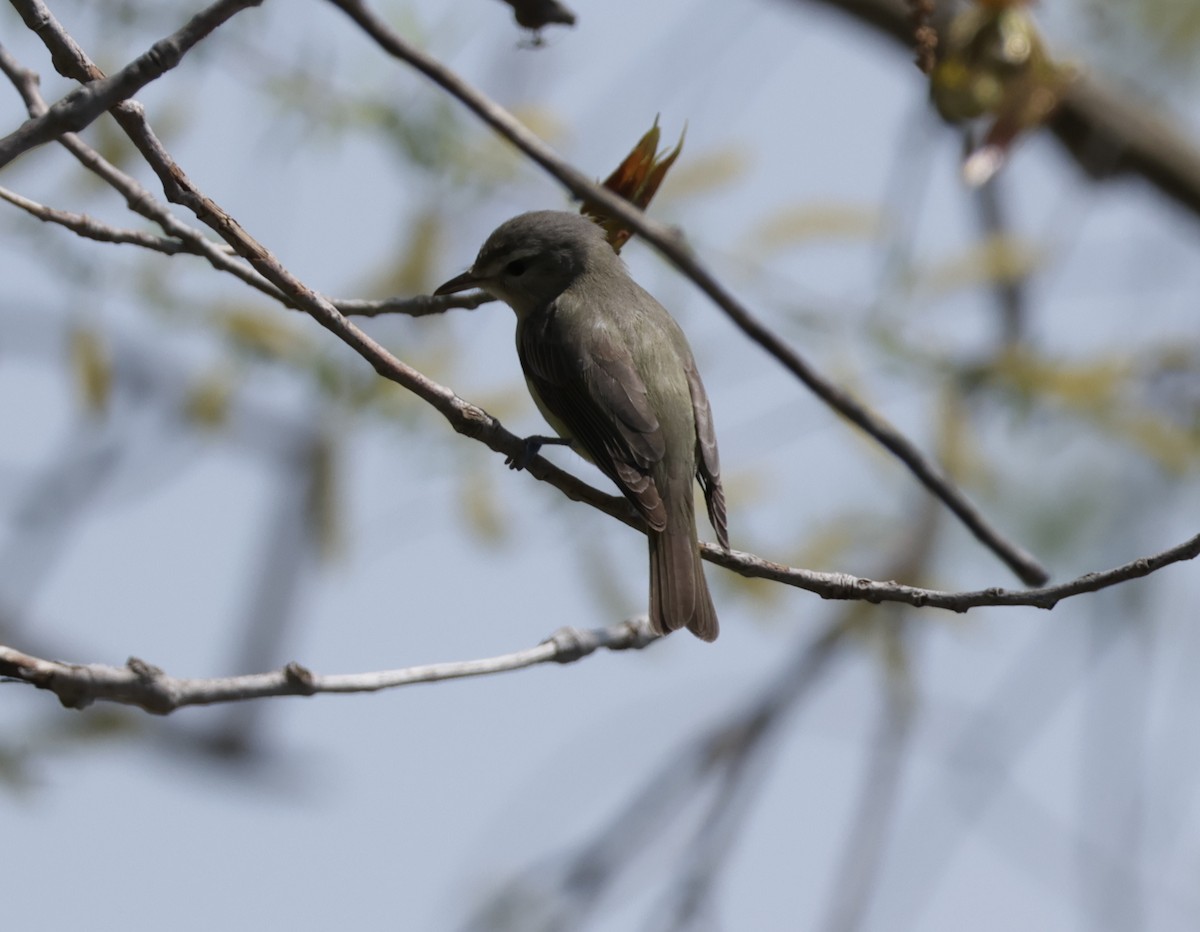 Warbling Vireo (Eastern) - ML637154375