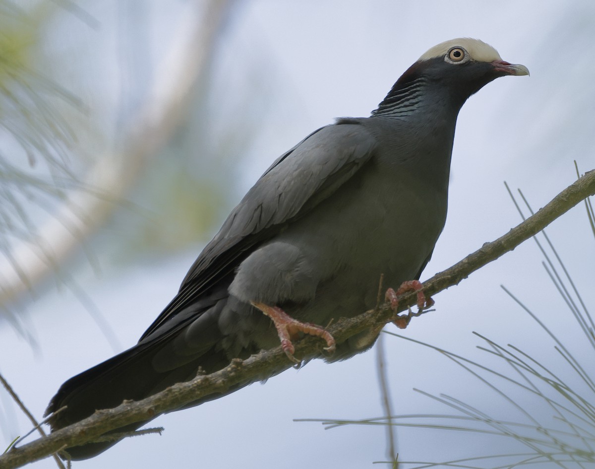 White-crowned Pigeon - ML637154386