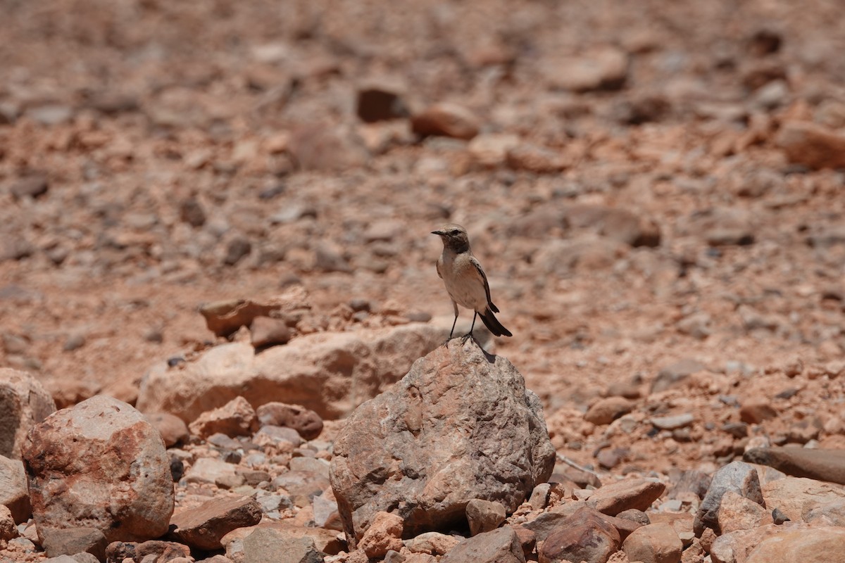 Desert Wheatear - ML637154403