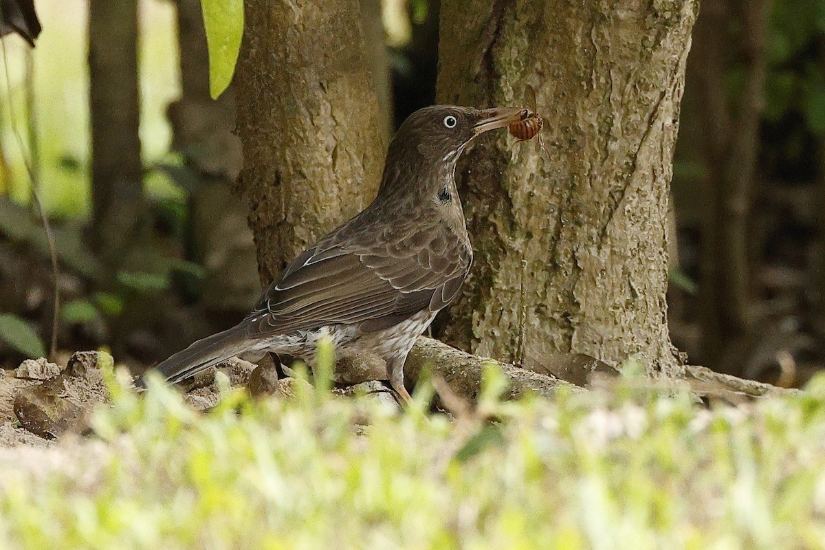 Pearly-eyed Thrasher - ML637154409