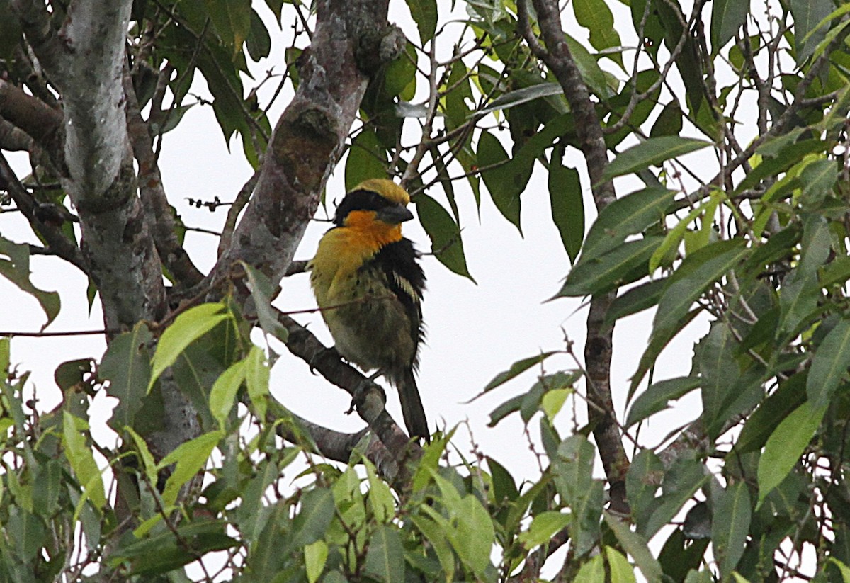 Gilded Barbet - ML637154431