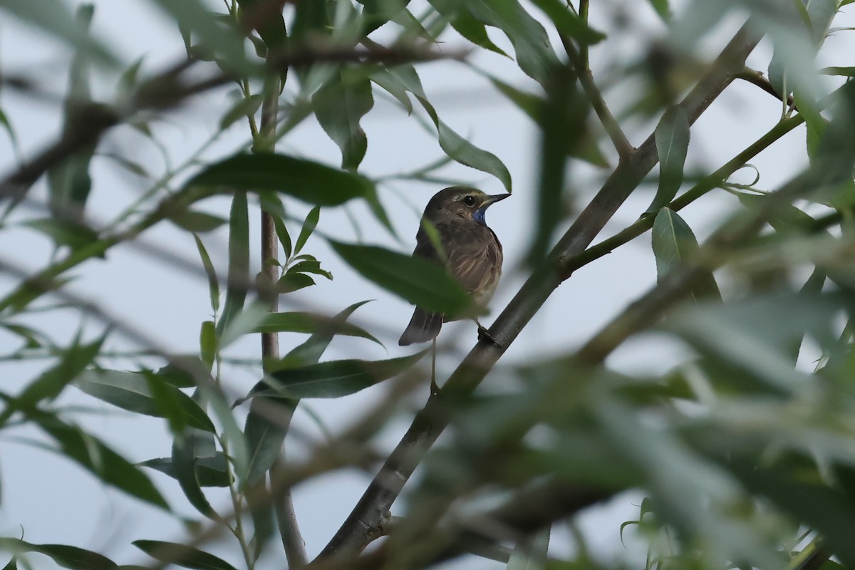 Bluethroat - ML637154448