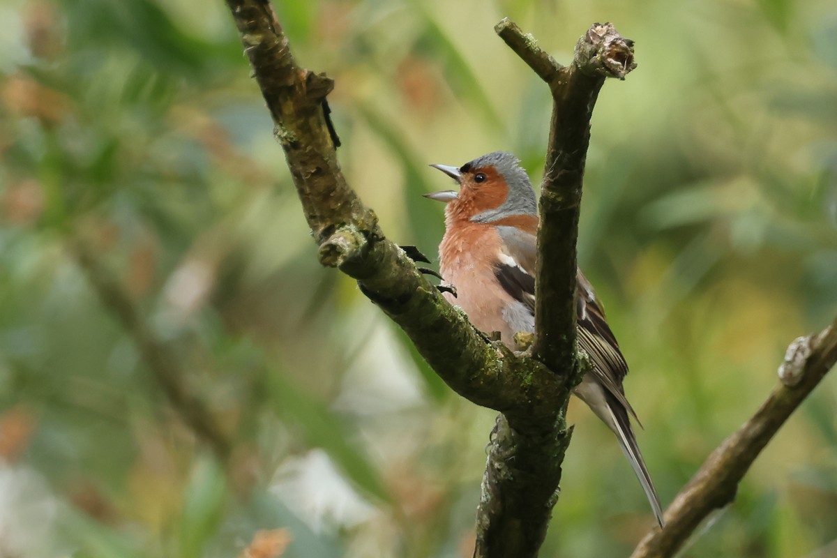 Common Chaffinch - ML637154455