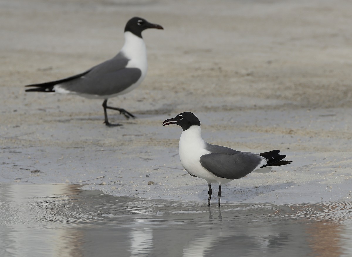 Laughing Gull - ML637154467