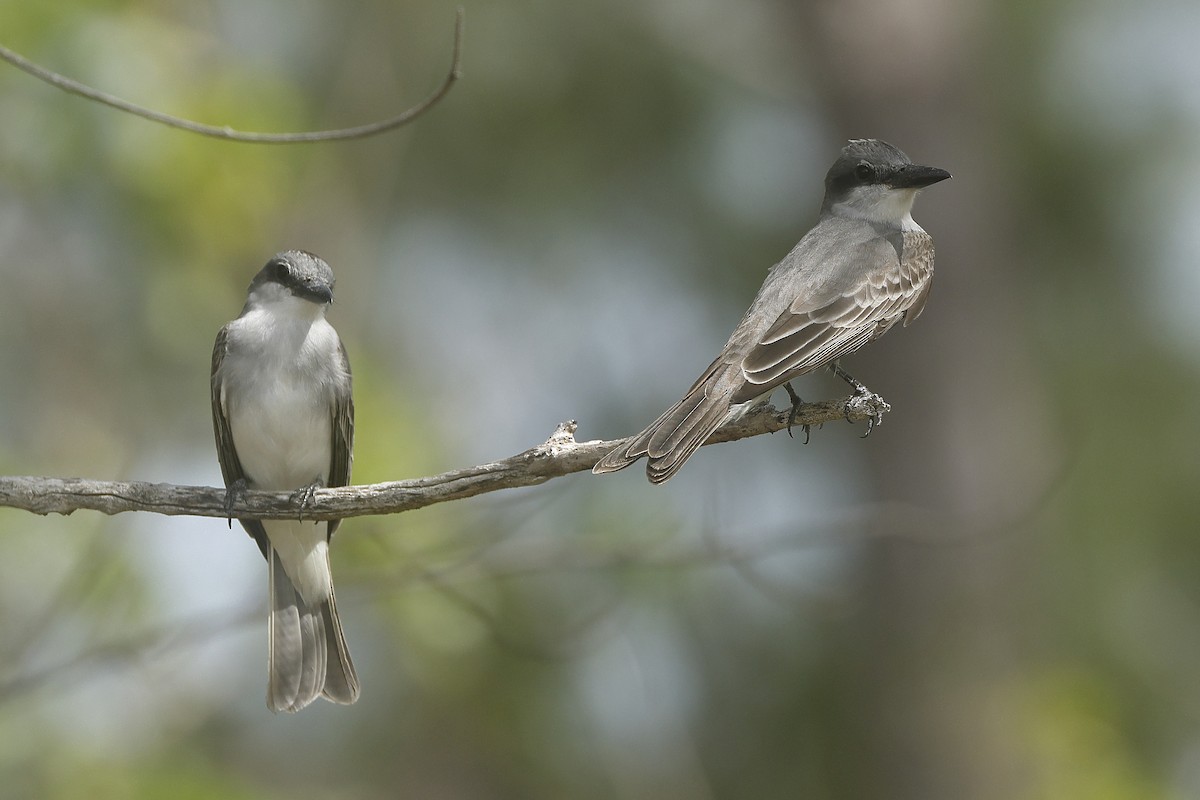 Gray Kingbird - ML637154476