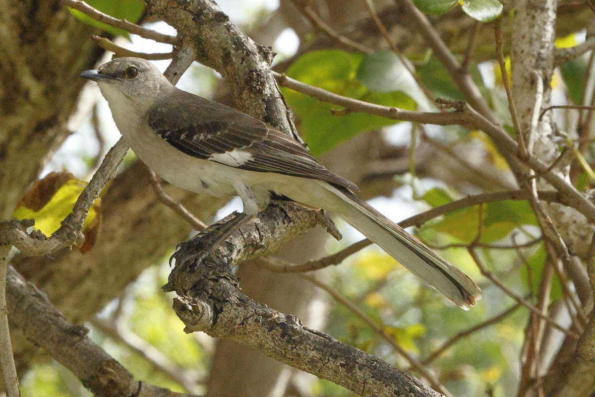 Northern Mockingbird - ML637154494