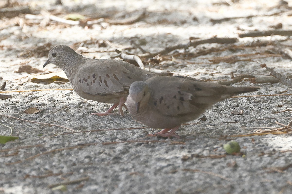 Common Ground Dove - ML637154512