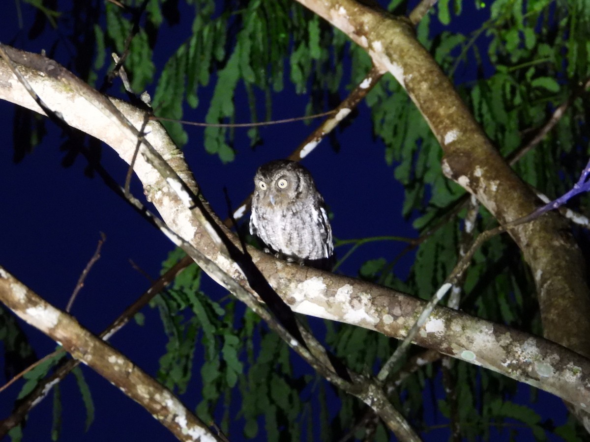 Middle American Screech-Owl - ML637154551