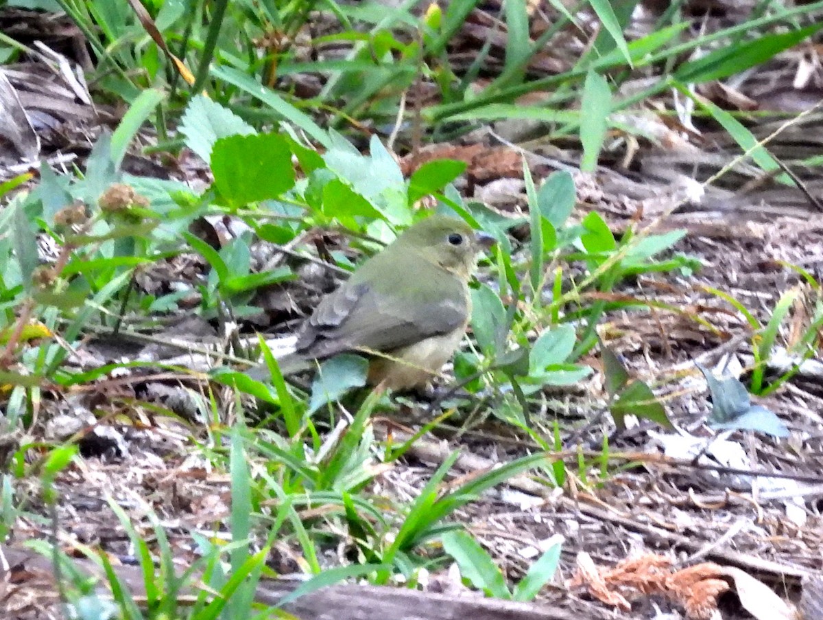 Painted Bunting - ML637154586