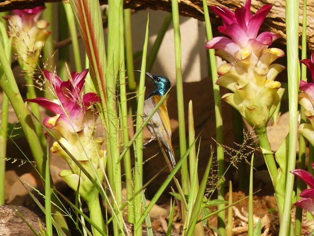 Green-headed Sunbird - ML637154590