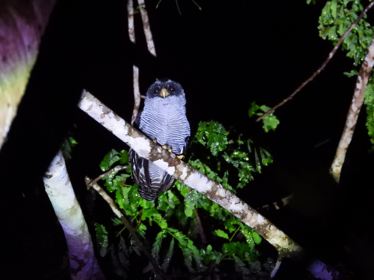 Black-and-white Owl - ML637154598