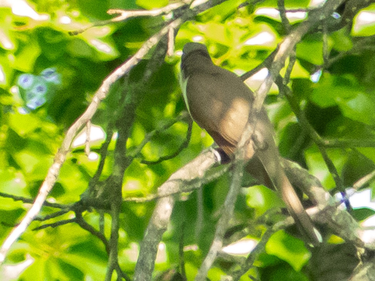 Yellow-billed Cuckoo - ML637154612