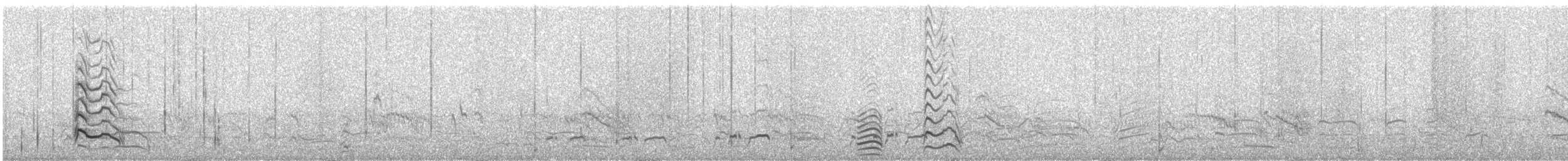 Antxeta mokogorri amerikarra - ML637154621