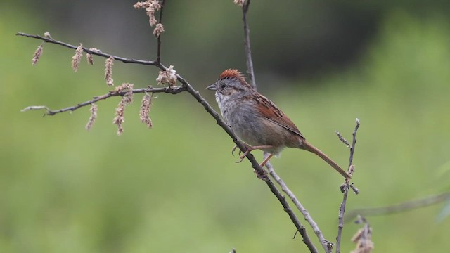 Swamp Sparrow - ML637154676
