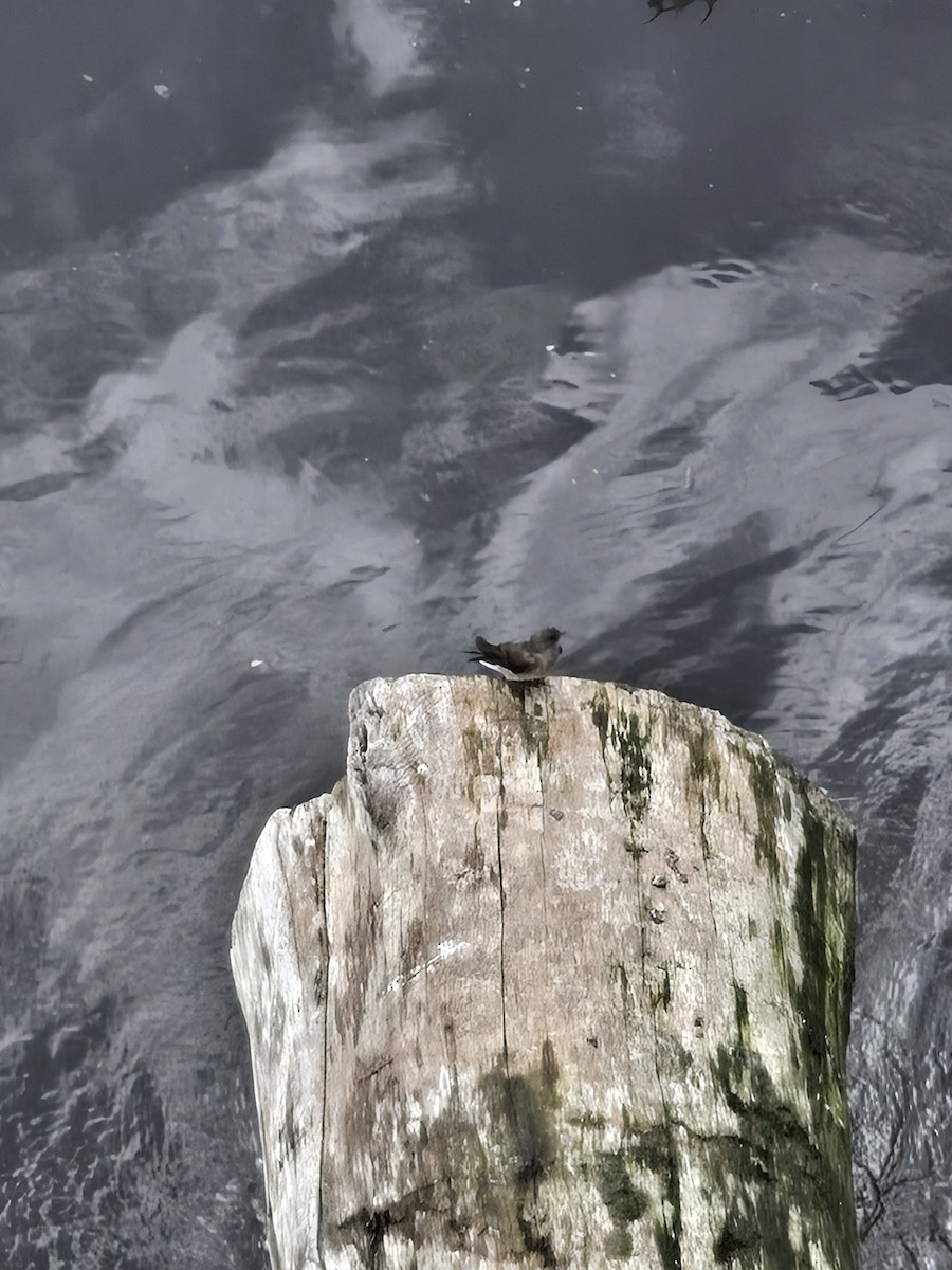 Northern Rough-winged Swallow - ML637154784